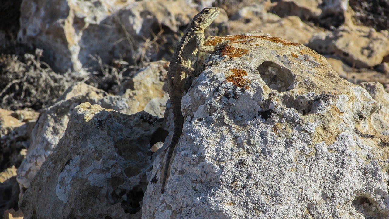 Kipras, Driežas, Kurkutas, Ropliai, Fauna, Gyvūnas, Laukinė Gamta, Gamta, Rūšis, Herpetologija