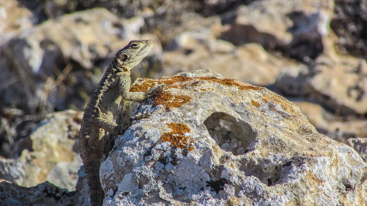 Kipras, Driežas, Kurkutas, Ropliai, Fauna, Gyvūnas, Laukinė Gamta, Gamta, Rūšis, Herpetologija