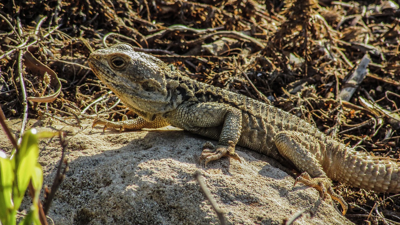 Kipras, Driežas, Kurkutas, Ropliai, Kamufliažas, Fauna, Gyvūnas, Laukinė Gamta, Gamta, Rūšis