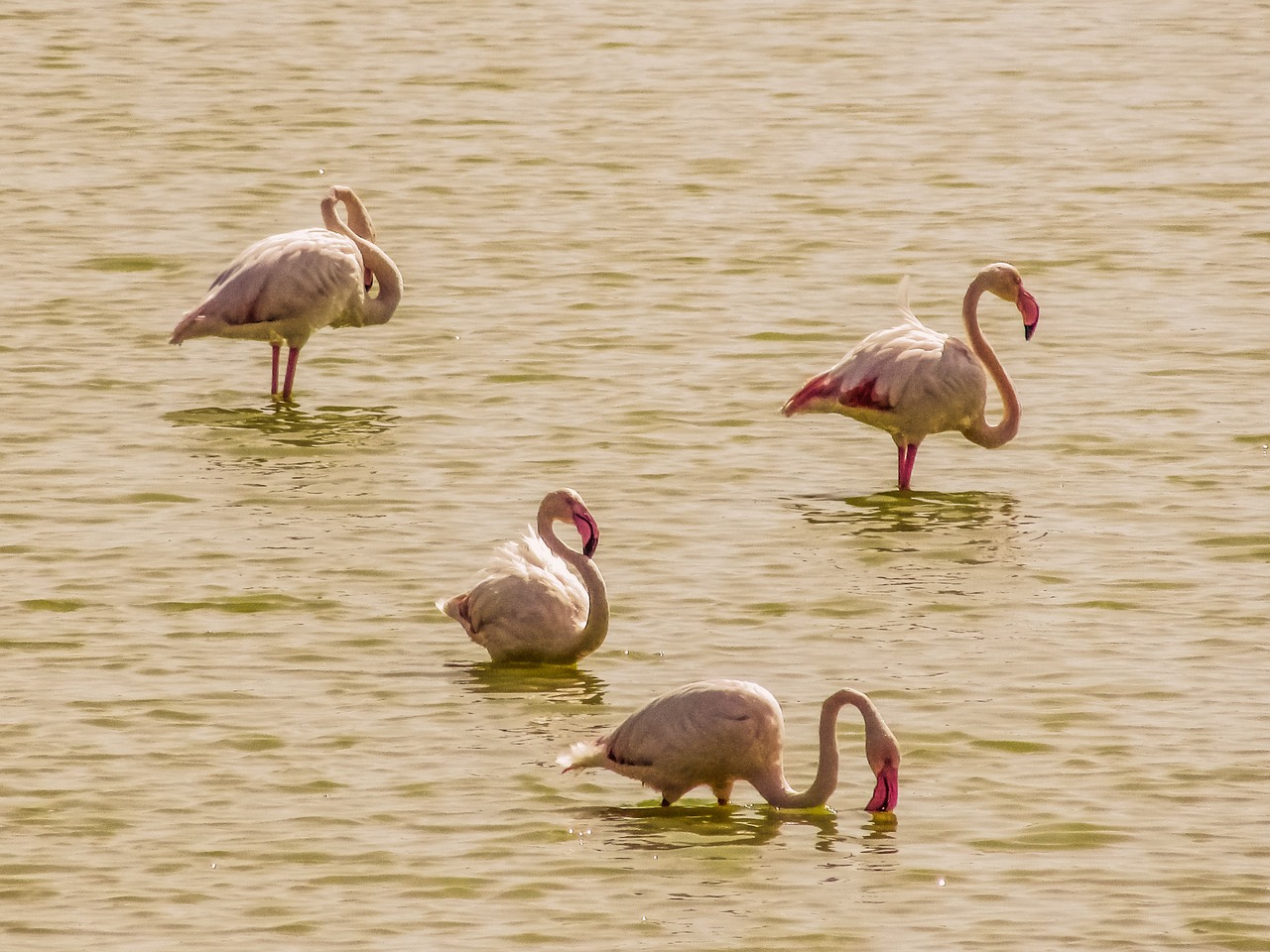 Kipras, Oroklini Ežeras, Flamingos, Gamta, Laukinė Gamta, Paukštis, Laukiniai, Gyvūnas, Rožinis, Balta