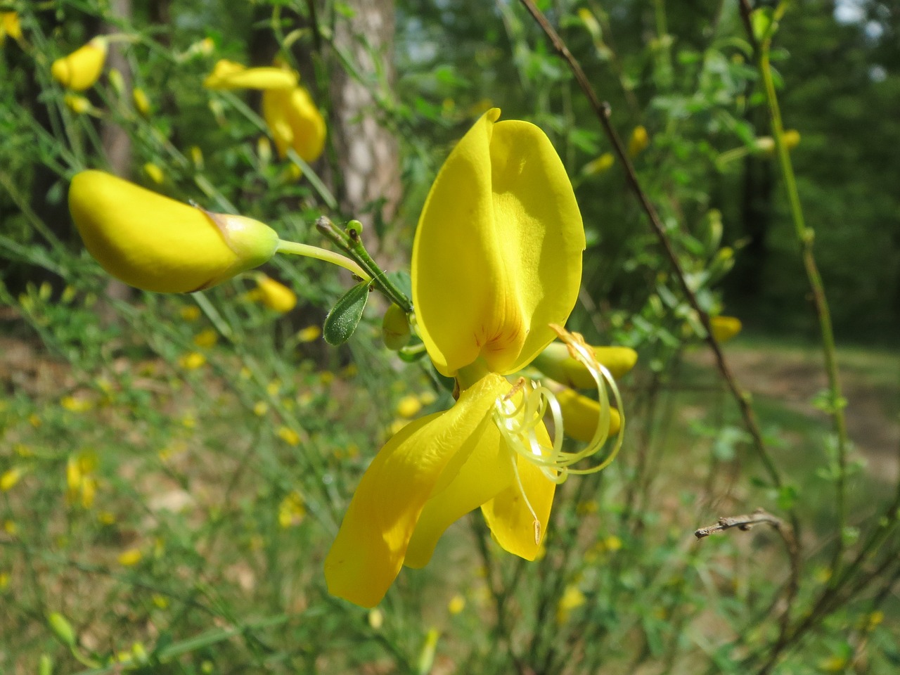 Cytisus Scoparius, Paprastoji Šluota, Šlifavimo Šluota, Wildflower, Flora, Žiedas, Makro, Botanika, Augalas, Nemokamos Nuotraukos