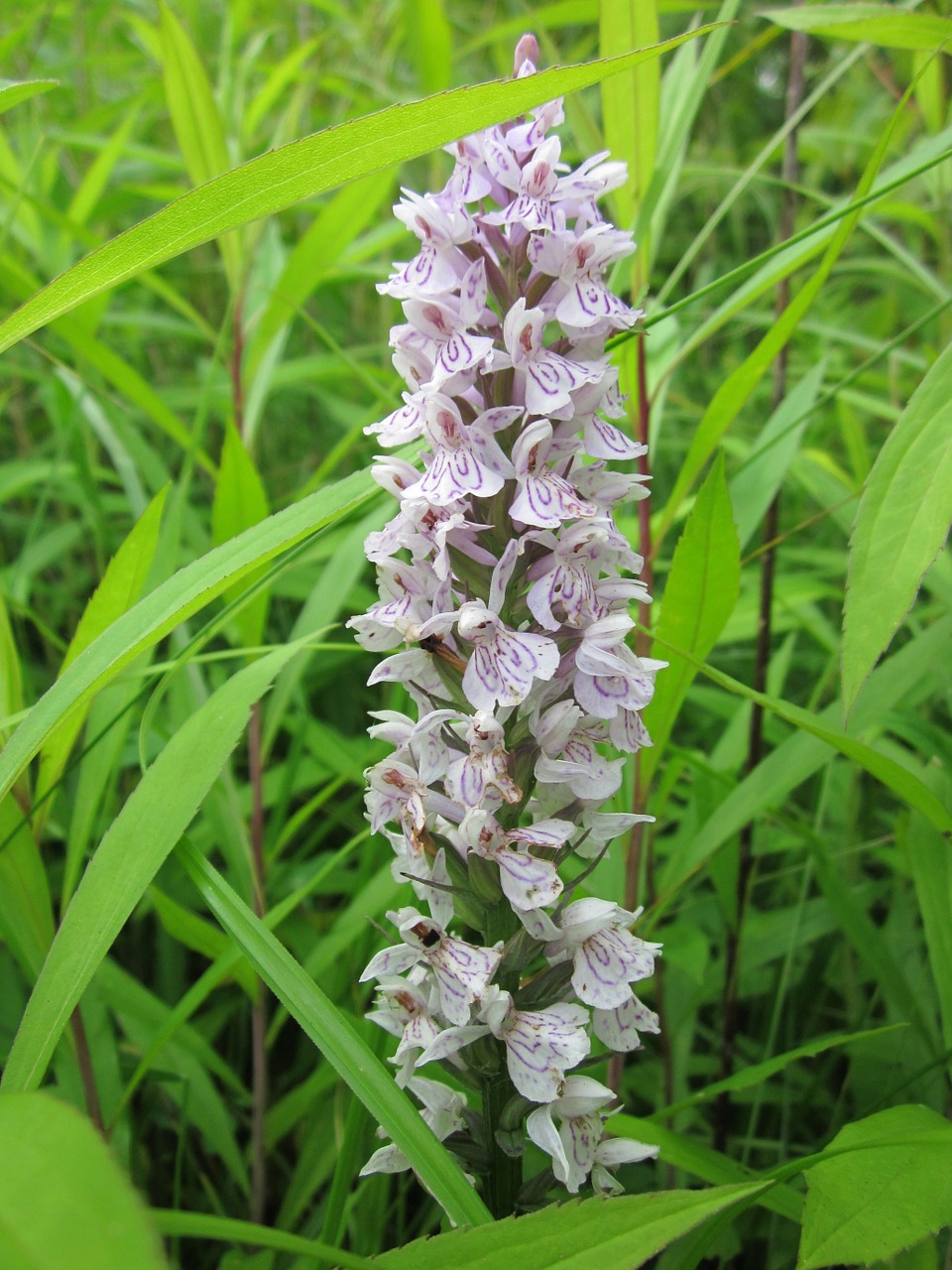 Dactylorhiza,  Pelkės Orchidėja,  Dėmėtoji Orchidėja,  Wildflower,  Orchidėja,  Flora,  Botanika,  Žiedynas,  Rūšis, Nemokamos Nuotraukos