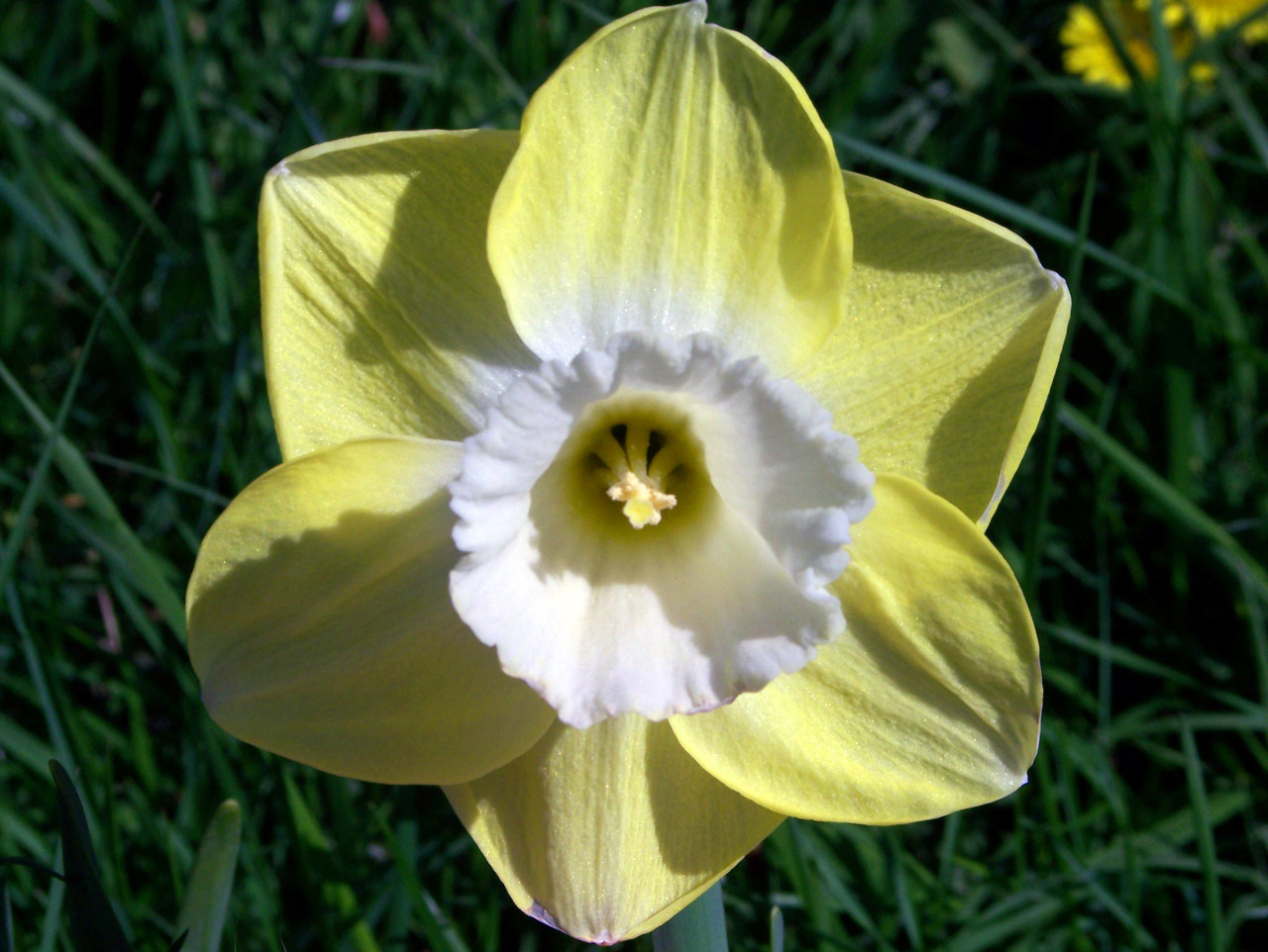 Daffodil,  Gėlė,  Pavasaris,  Narcizas, Nemokamos Nuotraukos,  Nemokama Licenzija