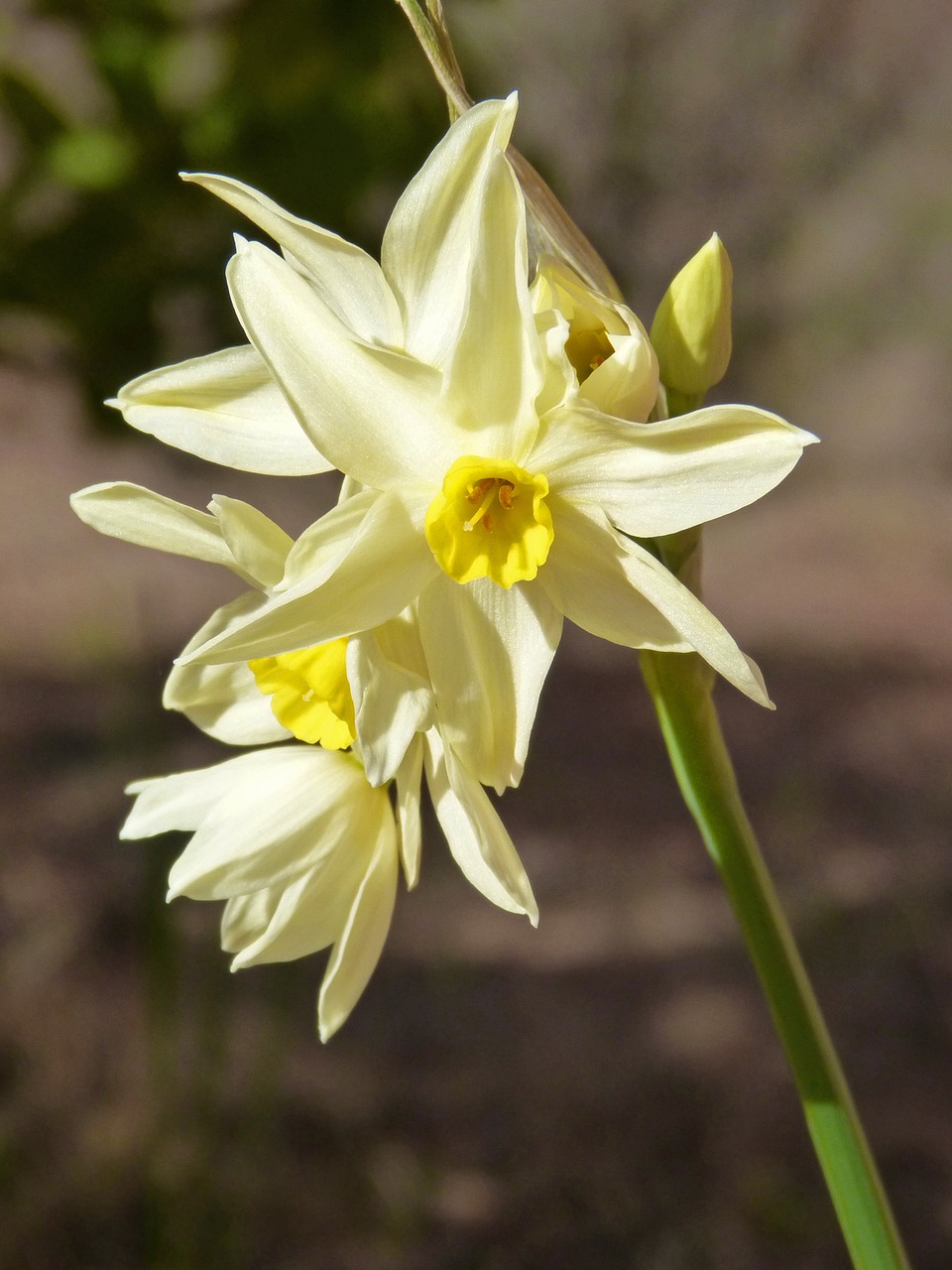 Daffodil, Gėlė, Išsamiai, Nemokamos Nuotraukos,  Nemokama Licenzija