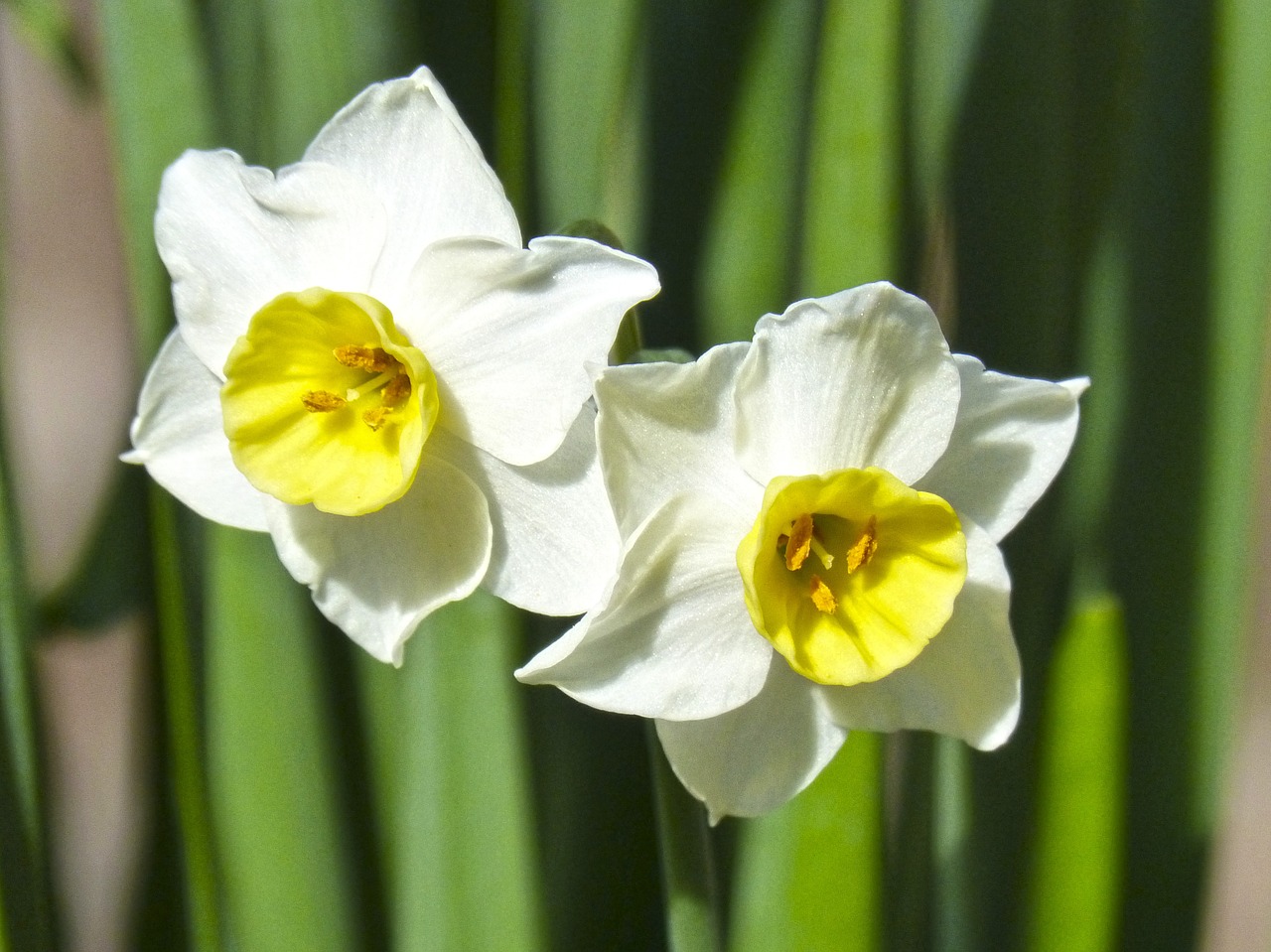Daffodil, Gėlė, Išsamiai, Nemokamos Nuotraukos,  Nemokama Licenzija