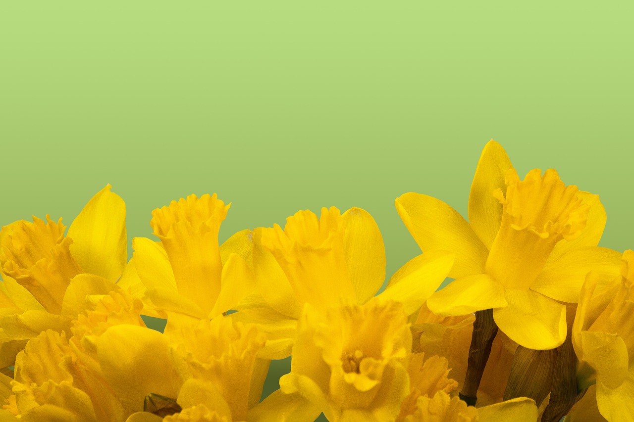 Daffodil, Pavasaris, Velykos, Žiedas, Žydėti, Geltona, Gėlė, Augalas, Flora, Žemėlapis