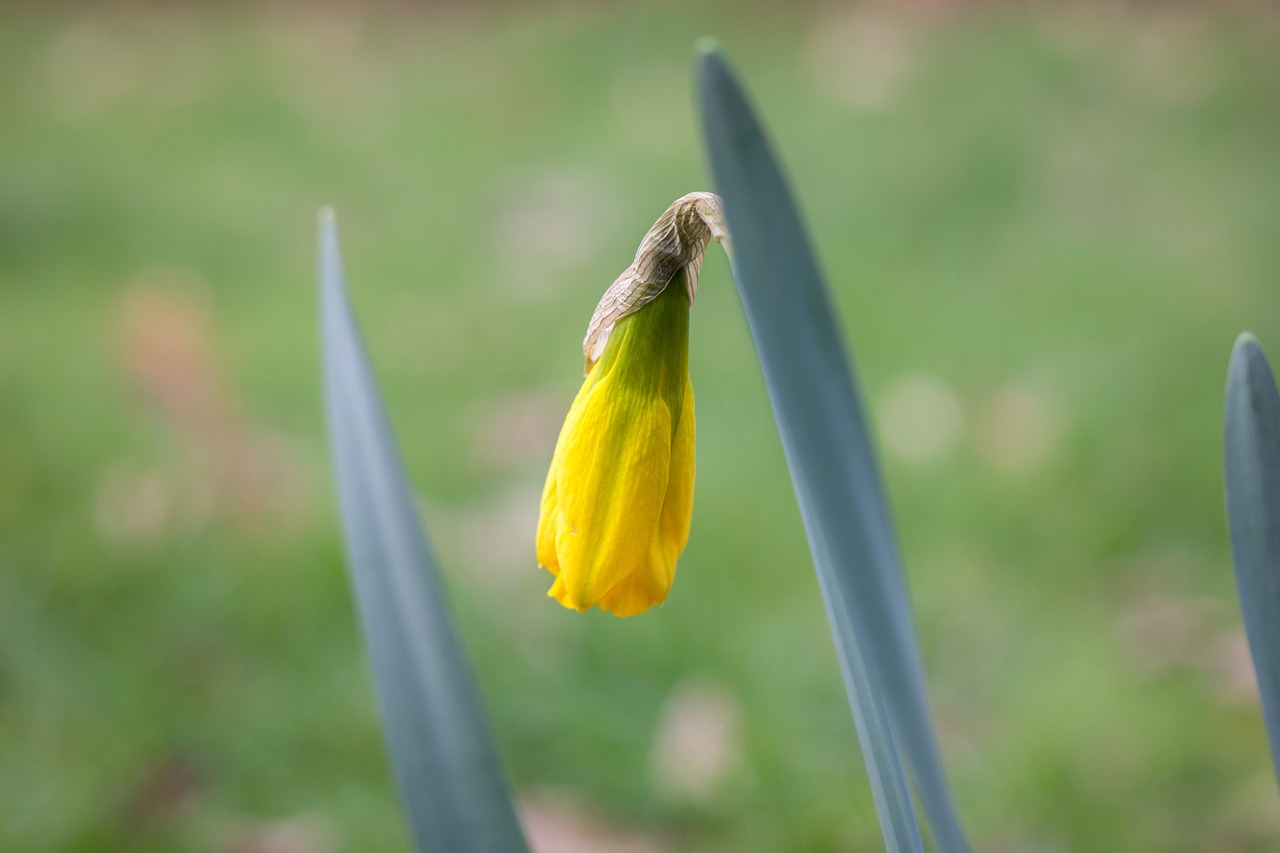 Daffodil, Narcizas, Budas, Žiedas, Žydėti, Gėlė, Pavasaris, Geltona, Velykos, Sodas