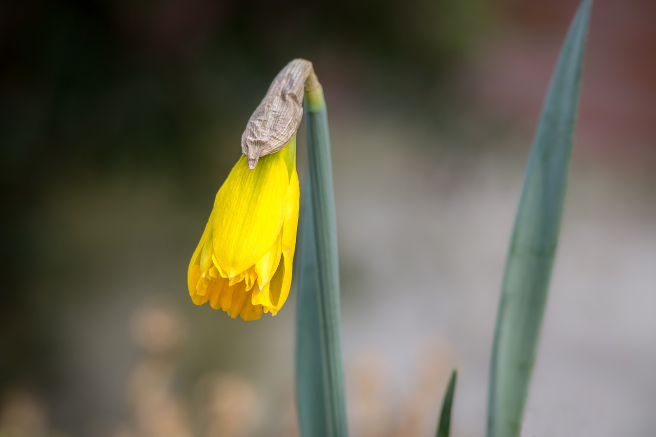 Daffodil, Narcizas, Budas, Žiedas, Žydėti, Gėlė, Pavasaris, Geltona, Velykos, Sodas