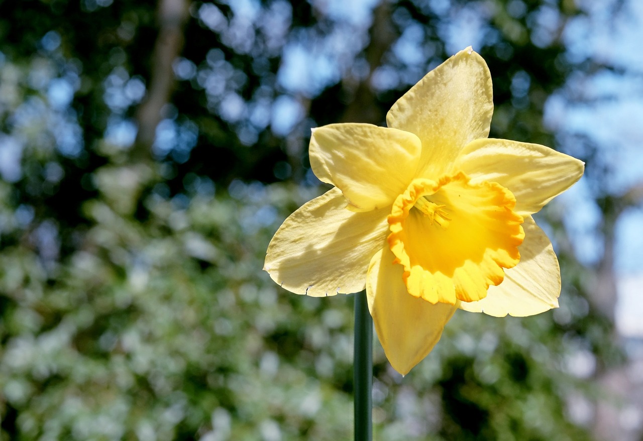 Daffodil, Žiedas, Žydėti, Geltona, Gėlė, Šviesus, Gamta, Nemokamos Nuotraukos,  Nemokama Licenzija