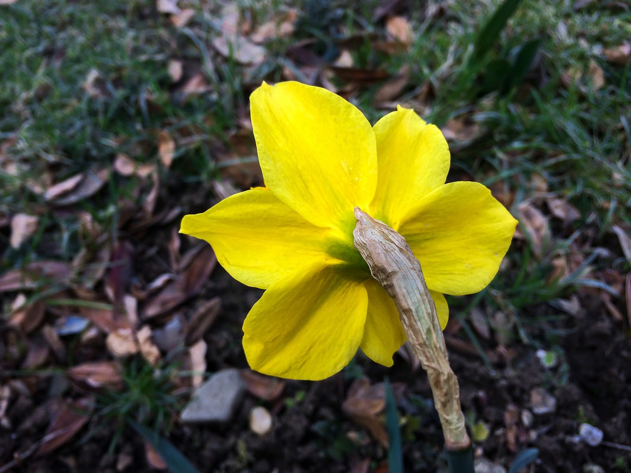 Daffodil, Narcizas, Velykos, Žydėti, Žiedas, Žydėti, Gėlė, Pavasaris, Geltona, Šviesa