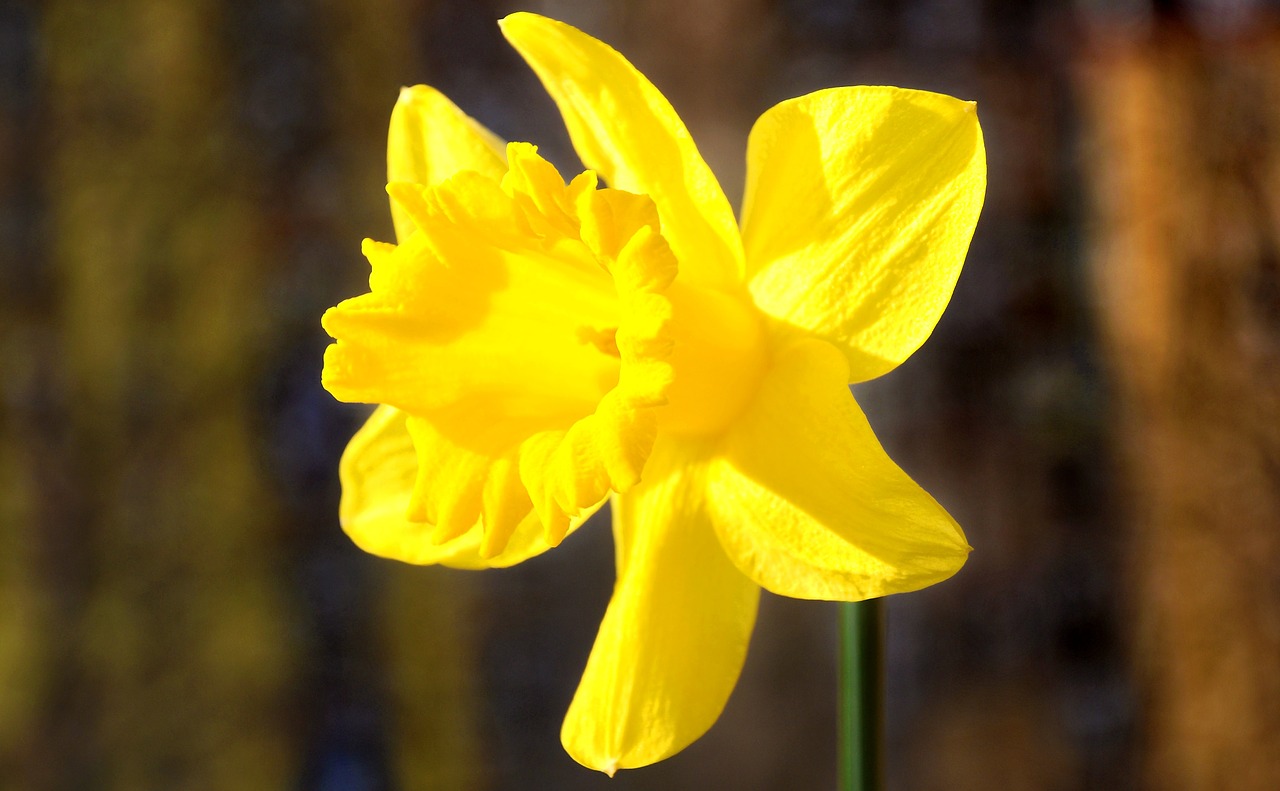Daffodil, Pavasaris, Geltona Gėlė, Nemokamos Nuotraukos,  Nemokama Licenzija