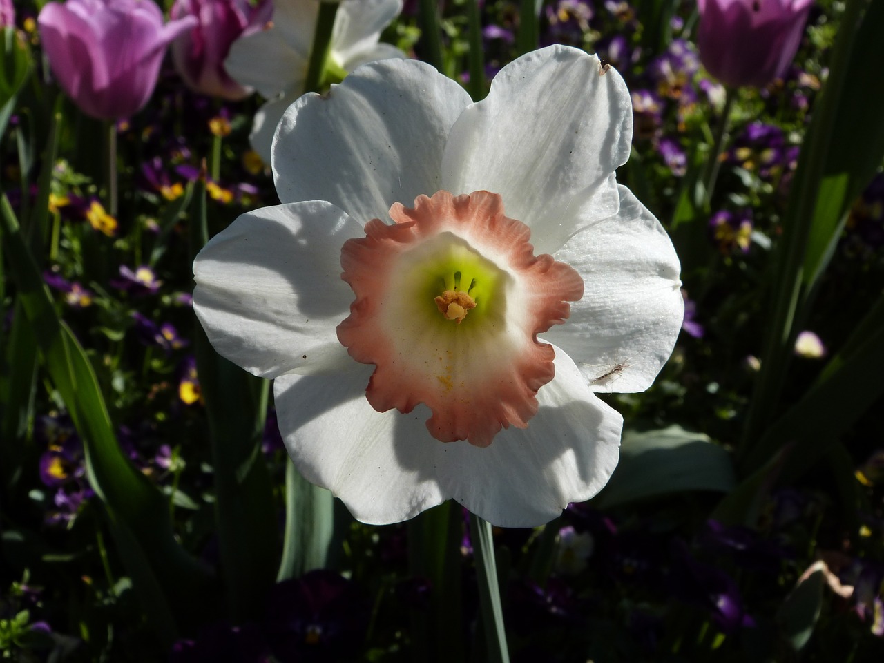 Daffodil, Žydėti, Pavasaris, Gėlė, Sodininkystė, Balta, Žydi