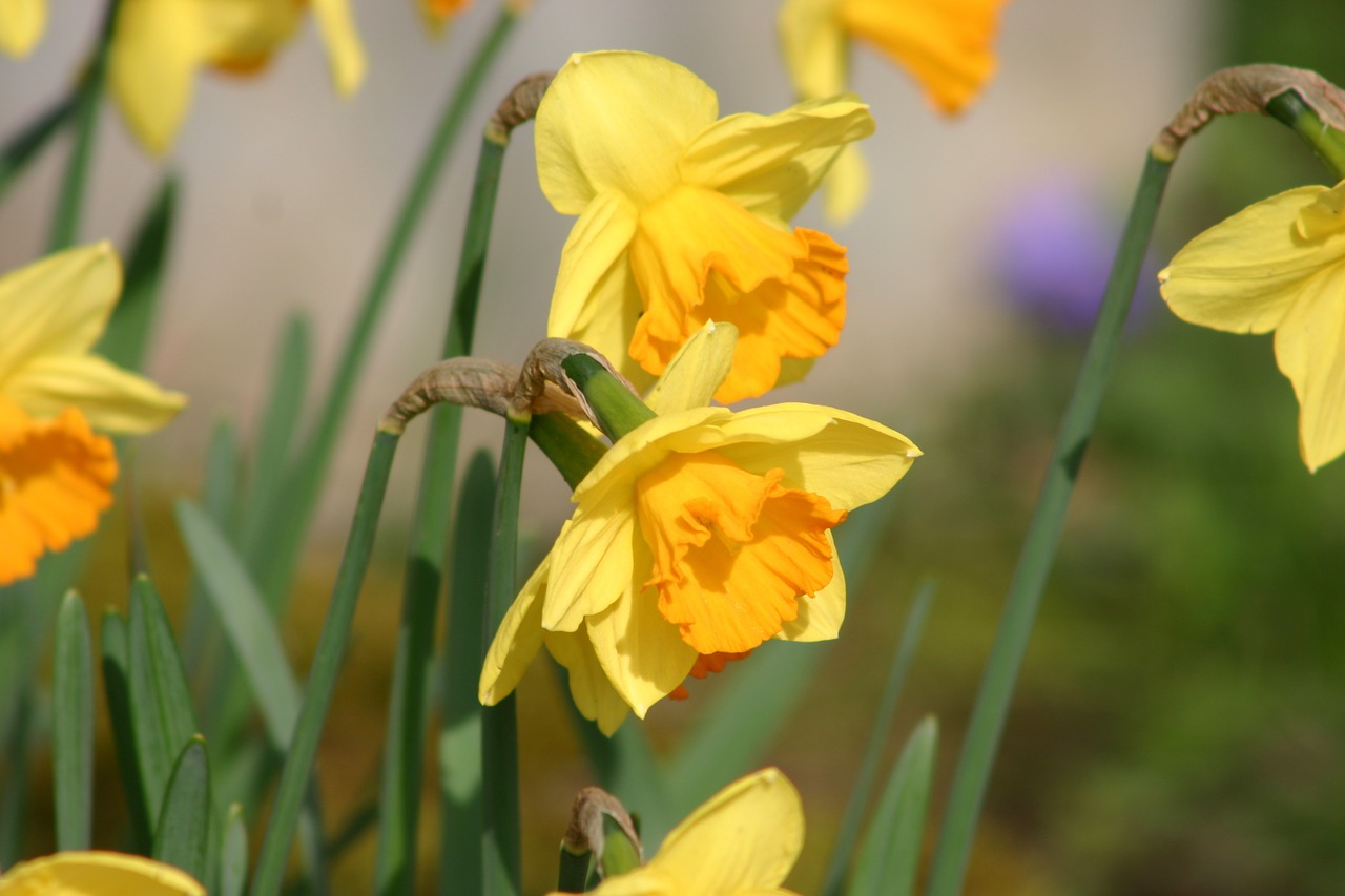 Daffodil, Narcizas, Gėlė, Geltonos Gėlės, Žiedas, Žydėti, Pavasaris, Nemokamos Nuotraukos,  Nemokama Licenzija