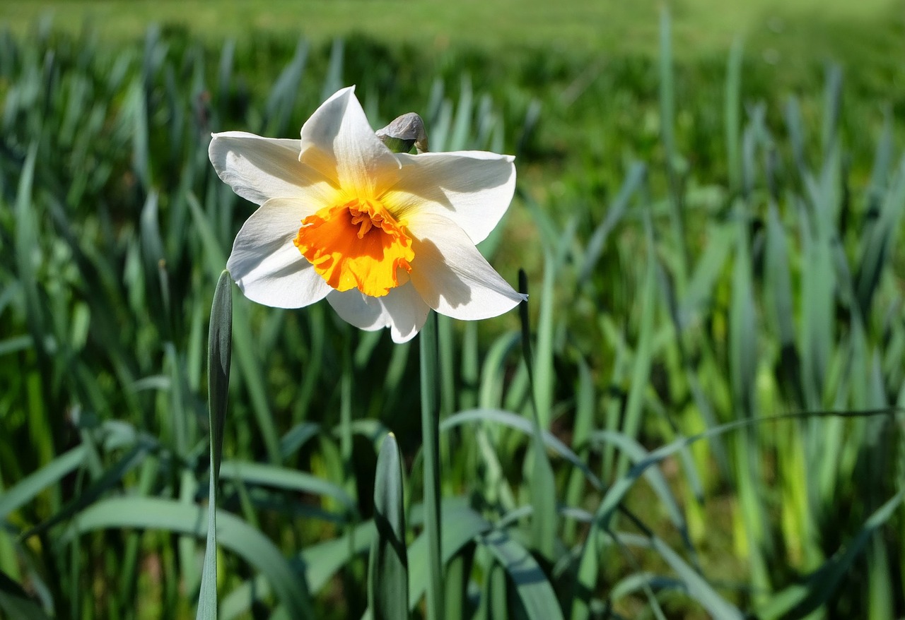 Daffodil, Žiedas, Žydėti, Narcizas, Gėlė, Šviesus, Augalas, Gamta, Nemokamos Nuotraukos,  Nemokama Licenzija