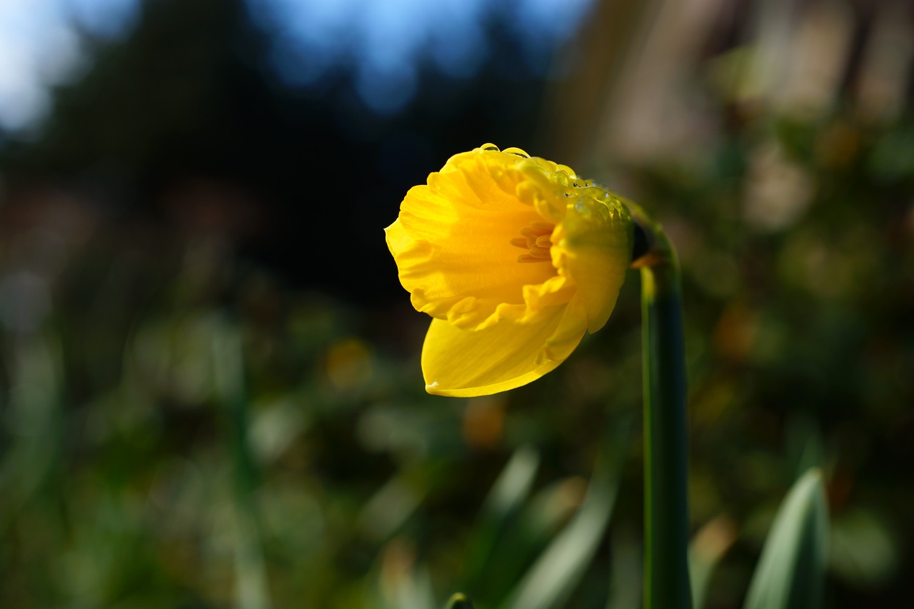 Daffodil, Narcizas, Pavasaris, Geltona, Žiedas, Žydėti, Gėlė, Uždaryti, Velykos, Narcissus Pseudonarcissus