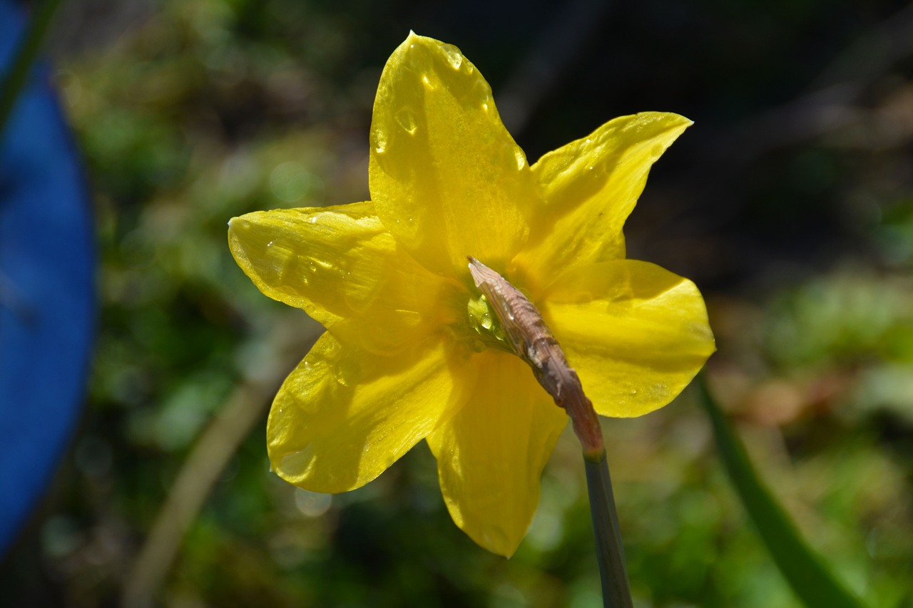 Daffodil, Geltona, Gėlė, Gamta, Pavasaris, Žiedlapis, Augalas, Sodas, Sodininkystė, Pavasaris