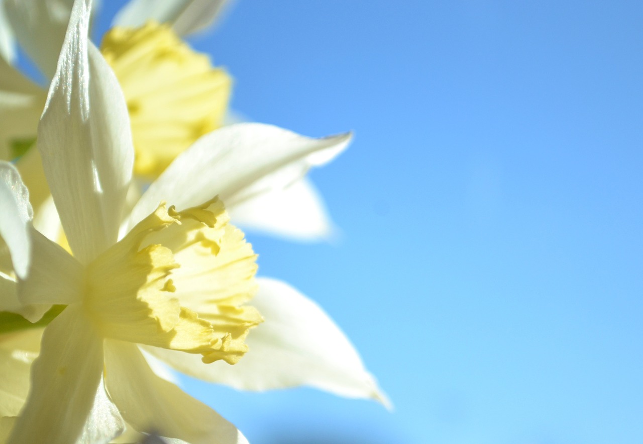 Daffodil, Mėlynas, Geltona, Narcizas, Flora, Gamta, Pavasaris, Sodininkystė, Gėlės, Šviežias