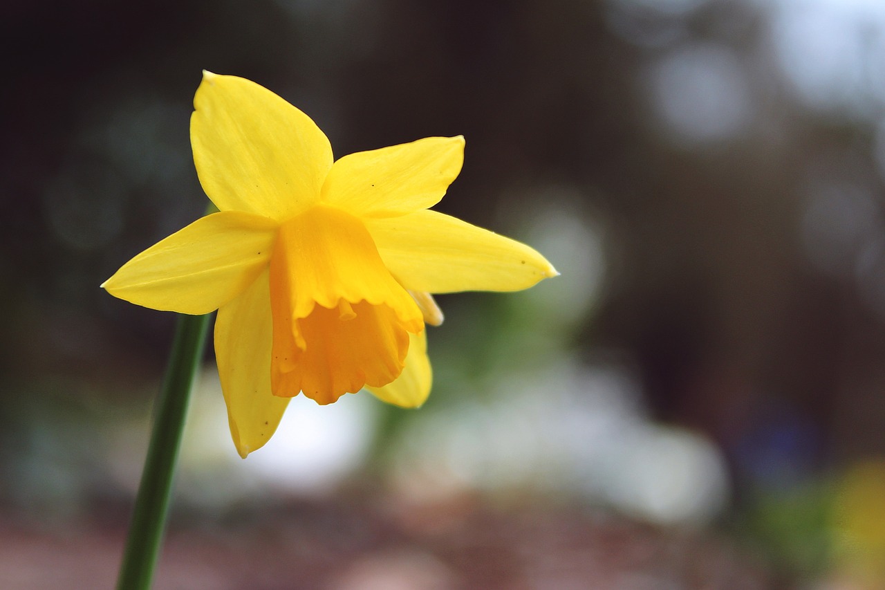 Daffodil, Narcissus Pseudonarcissus, Geltona, Pavasaris, Narcizas, Žiedas, Žydėti, Gėlė, Flora, Augalas