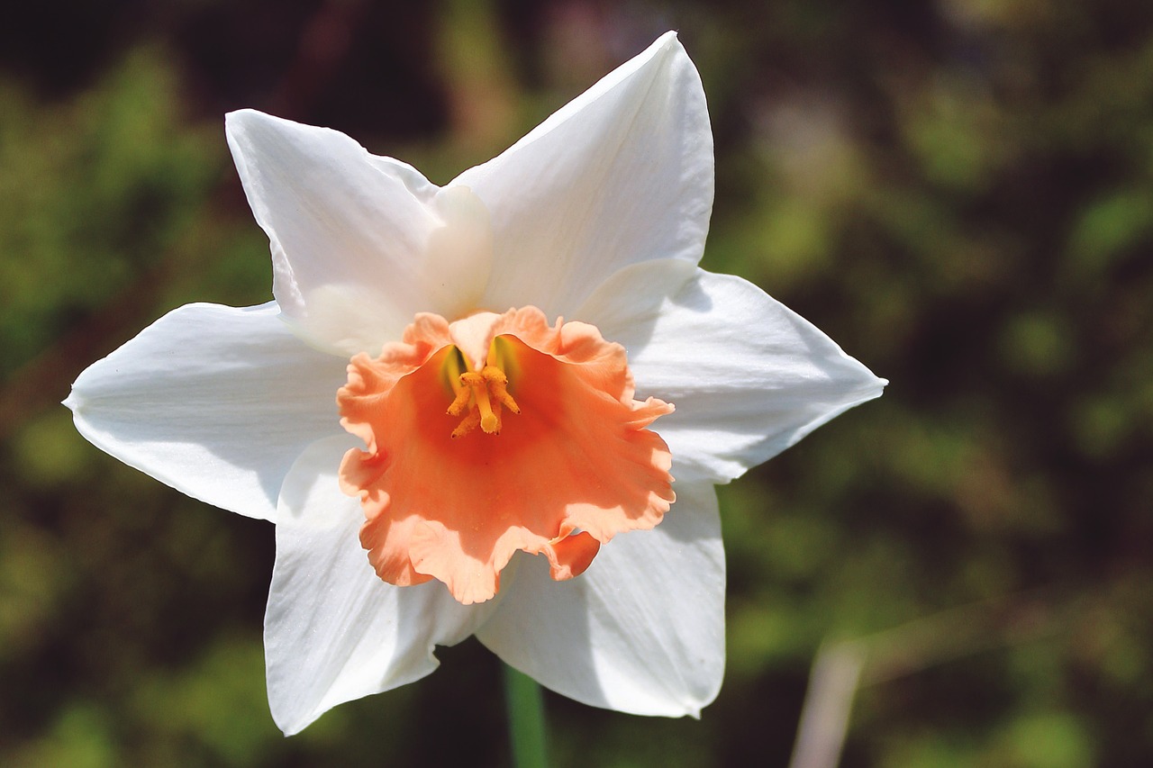 Daffodil, Gėlė, Pavasaris, Žiedas, Žydėti, Narcizas, Augalas, Uždaryti, Oranžinė, Žydėti