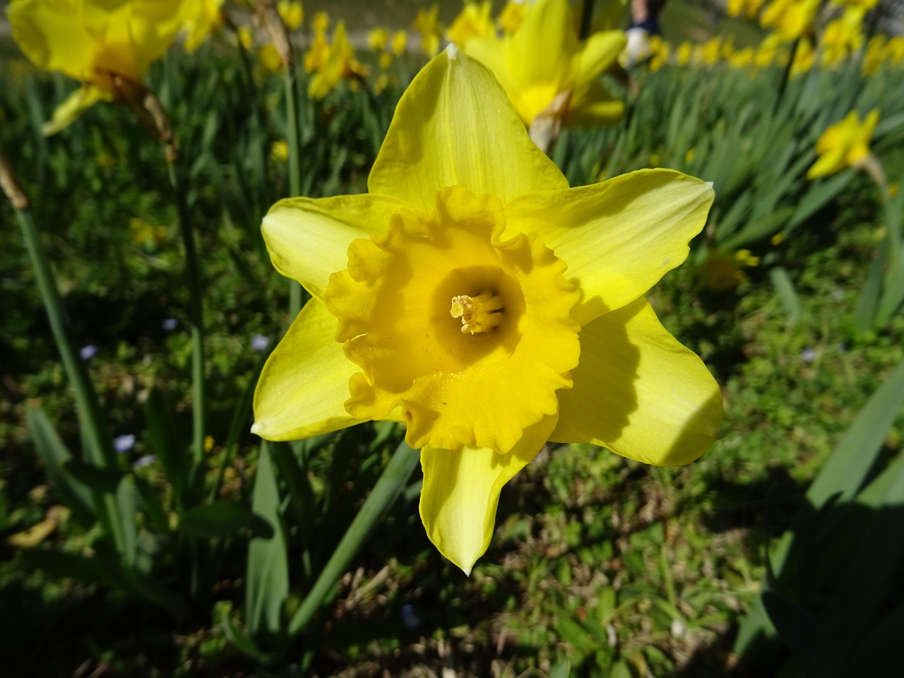Daffodil, Gamta, Gėlė, Narcizas, Nemokamos Nuotraukos,  Nemokama Licenzija