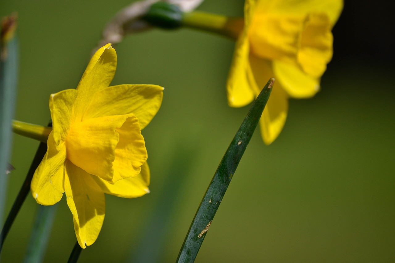 Daffodil, Gėlė, Geltona, Pavasaris, Žalias, Sodas, Augalas, Sodininkystė, Velykos, Flora