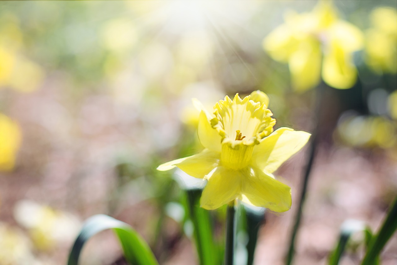 Daffodil, Pavasaris, Gėlės Geltonos Gėlės, Sodas, Sodininkystė, Nemokamos Nuotraukos,  Nemokama Licenzija