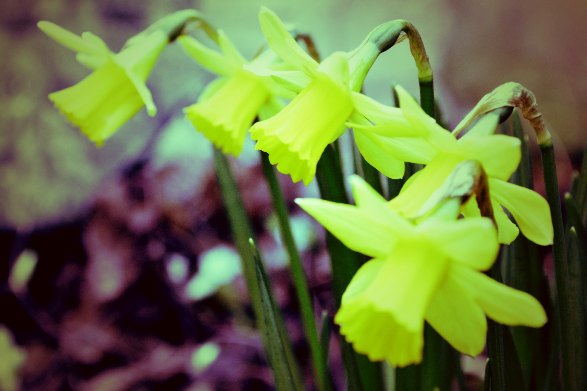 Daffodil,  Gėlė,  Geltona,  Pavasaris,  Narcizas, Nemokamos Nuotraukos,  Nemokama Licenzija