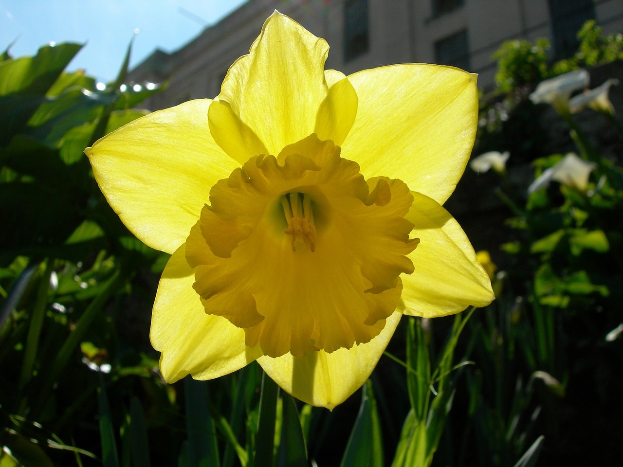 Daffodil, Narcizas, Gėlė, Žydėti, Žiedas, Augalas, Sodas, Geltona, Gėlių, Makro