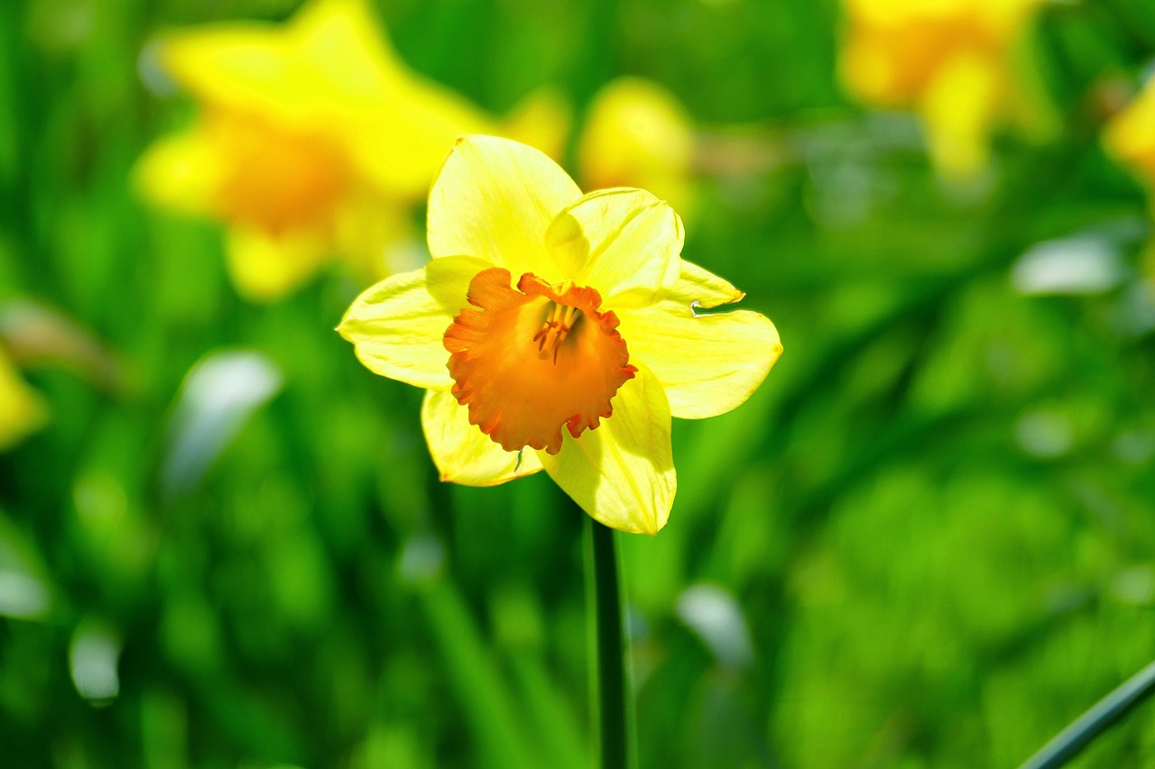 Daffodil, Gėlė, Pavasaris, Geltona, Žiedas, Žydėti, Augalas, Velykos, Geltonos Gėlės, Uždaryti