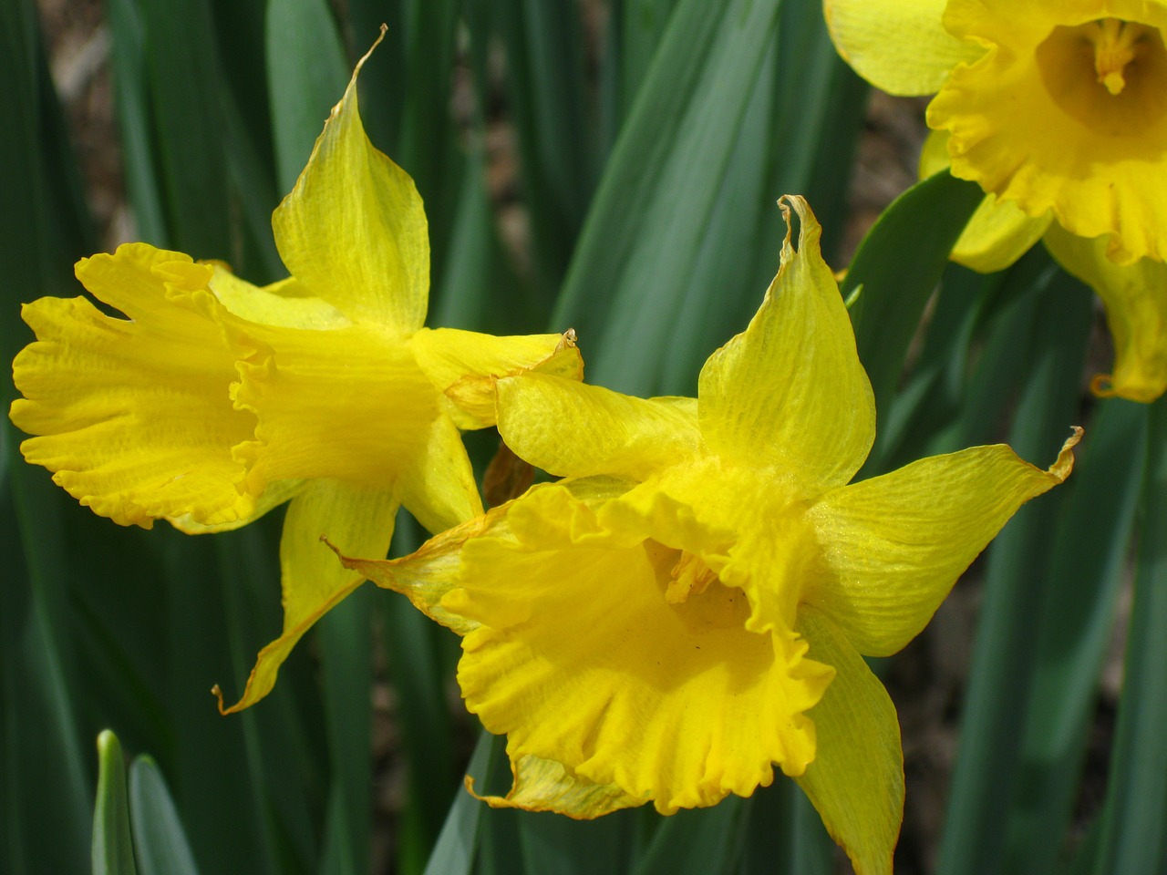 Daffodil, Gėlės, Narcizai, Geltonas Žiedas, Geltona Gėlė, Pavasario Gėlės, Geltona, Spalvinga, Gamta, Žiedas