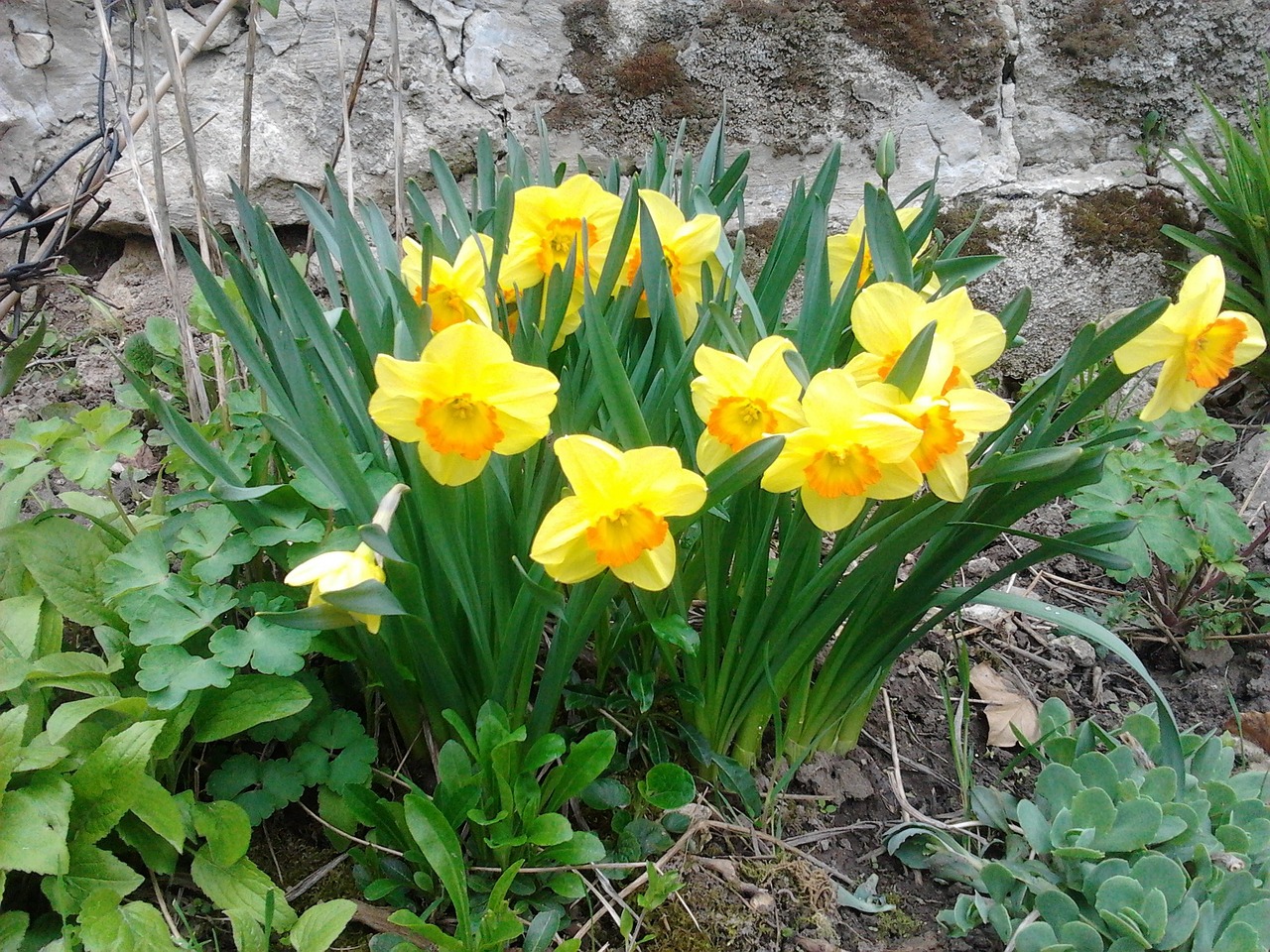 Daffodil, Pavasaris, Saulės Šviesa, Nemokamos Nuotraukos,  Nemokama Licenzija