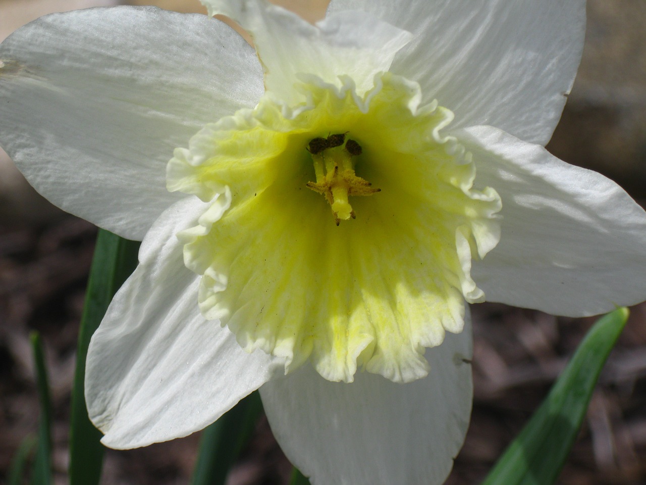 Daffodil, Narcizai, Pavasario Gėlės, Geltona, Gėlės, Geltona Gėlė, Geltonas Žiedas, Nemokamos Nuotraukos,  Nemokama Licenzija