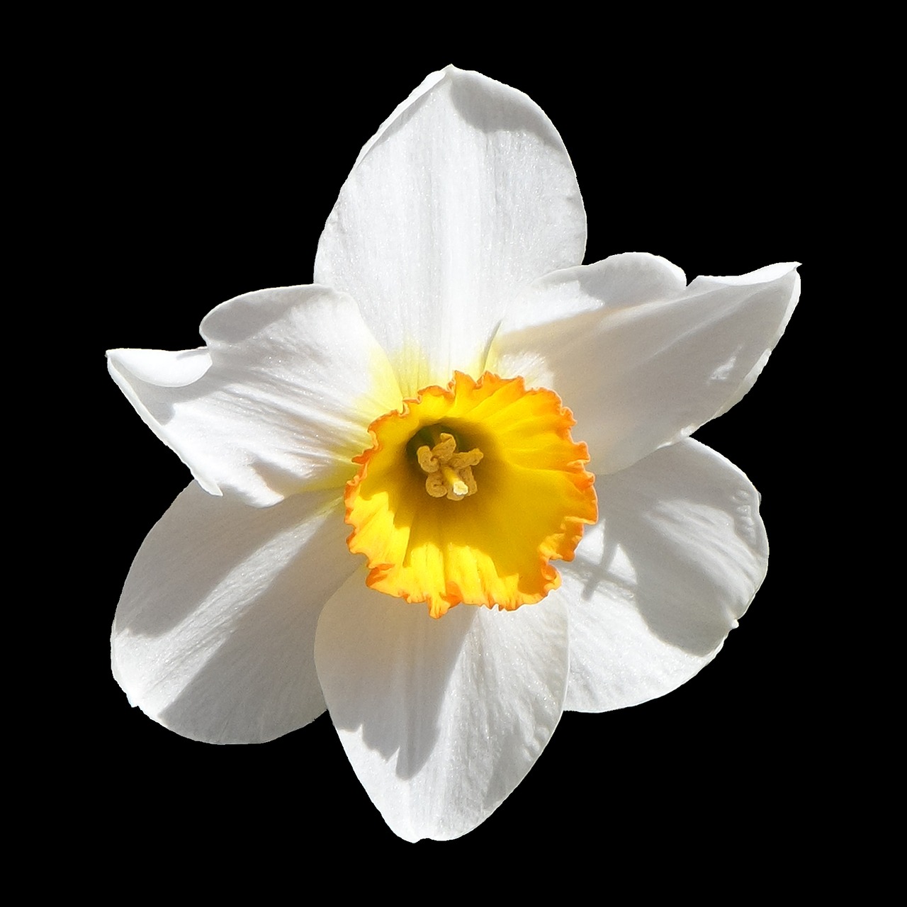 Daffodil, Narcizas, Balta, Geltona, Žiedas, Žydėti, Kauliukai, Uždaryti, Gėlė, Pavasaris