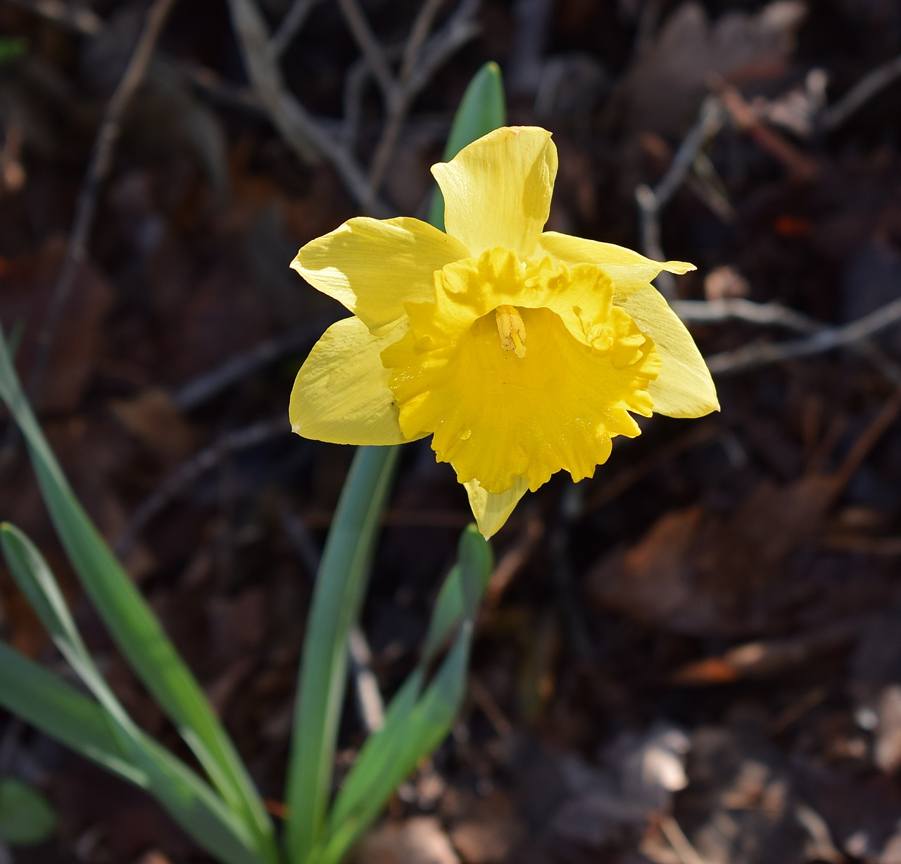 Daffodil, Gėlė, Žiedas, Žydėti, Lemputė, Sodas, Gamta, Pavasaris, Geltona, Daugiametis