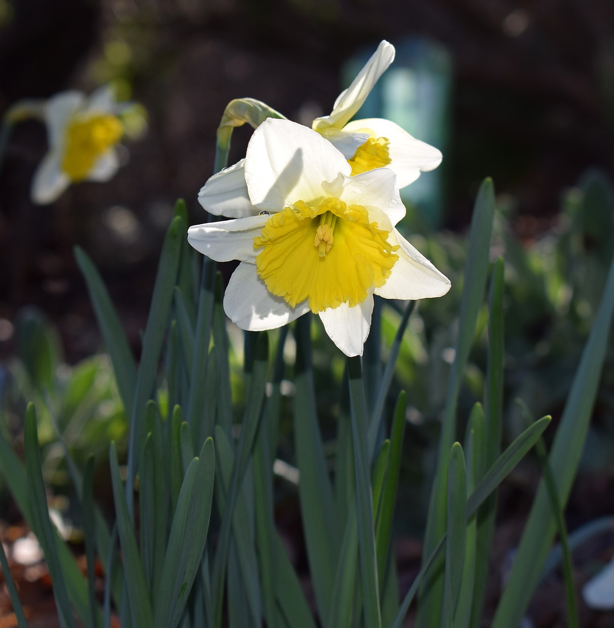 Daffodil, Gėlė, Žiedas, Žydėti, Lemputė, Sodas, Gamta, Pavasaris, Geltona, Daugiametis