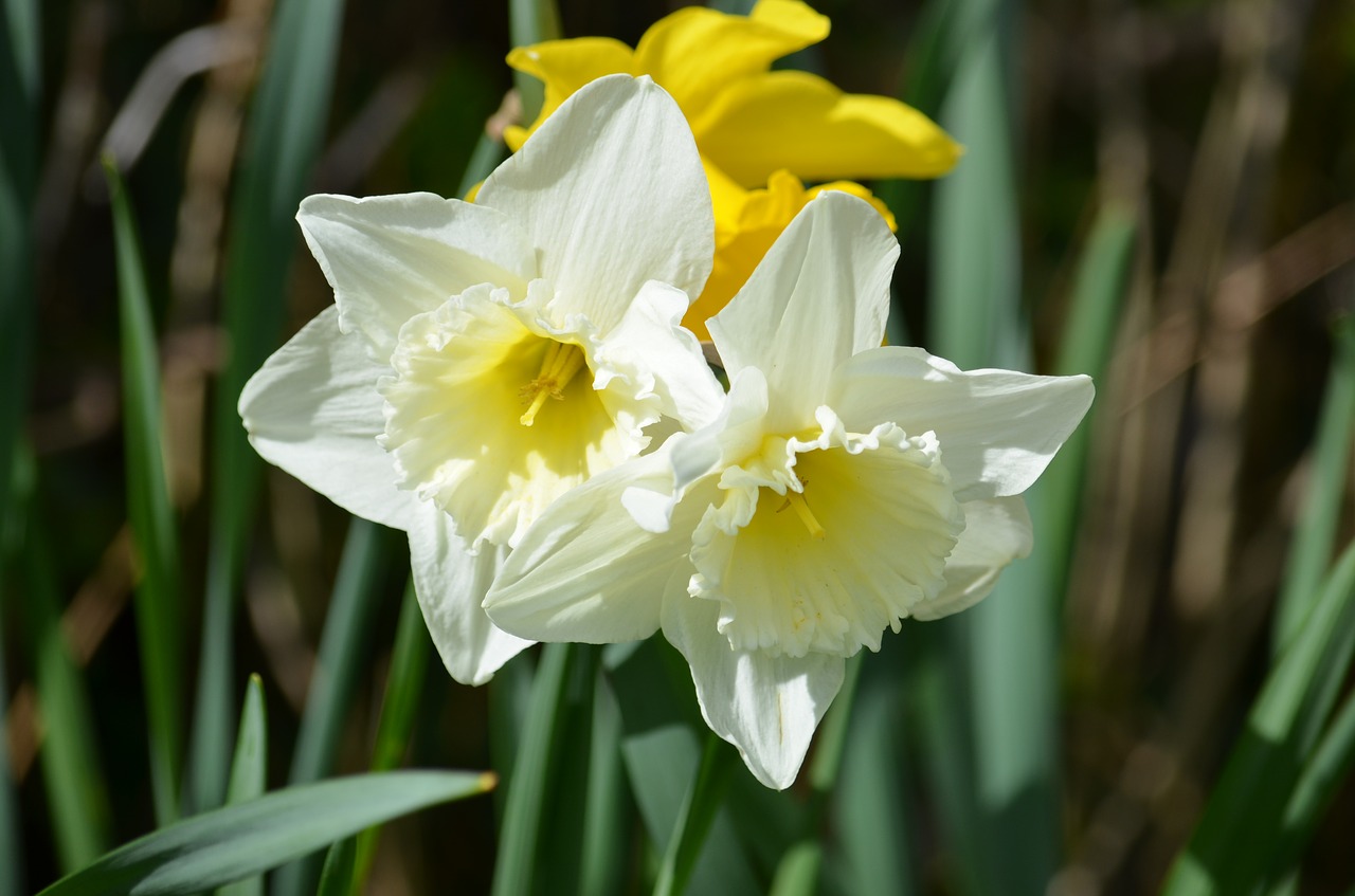 Daffodil, Narcizas, Gėlė, Žydi, Gėlės, Augalas, Pavasaris, Gamta, Augalai, Nemokamos Nuotraukos
