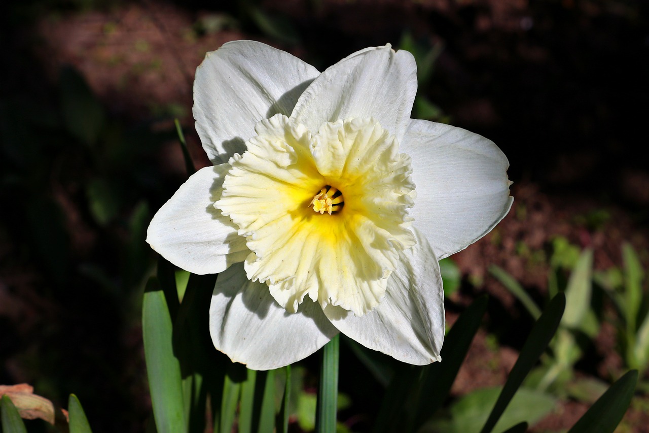Daffodil, Pavasaris, Gėlės, Balta, Nemokamos Nuotraukos,  Nemokama Licenzija