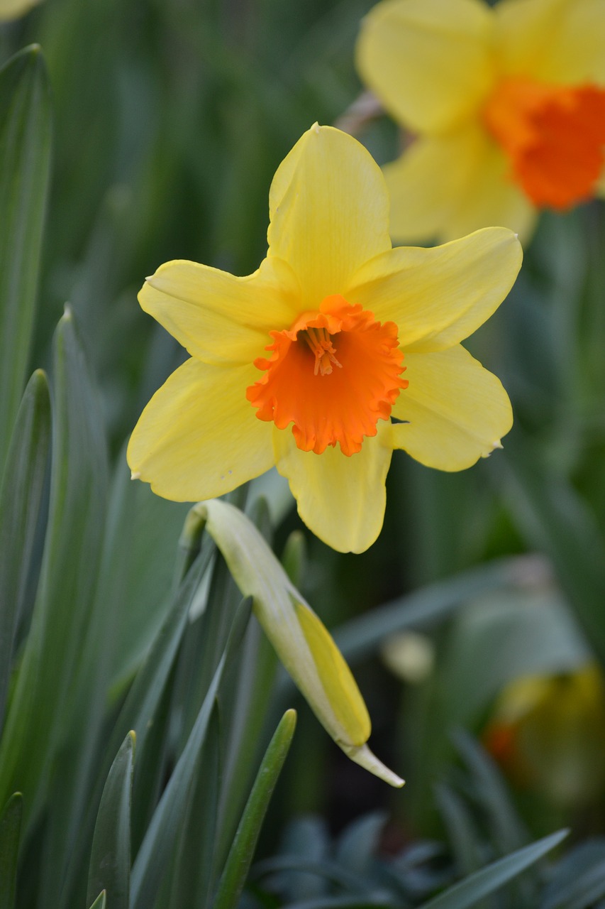 Daffodil, Pavasaris, Žydėti, Narcizas, Geltona, Gamta, Sodas, Velykos, Flora, Gėlės