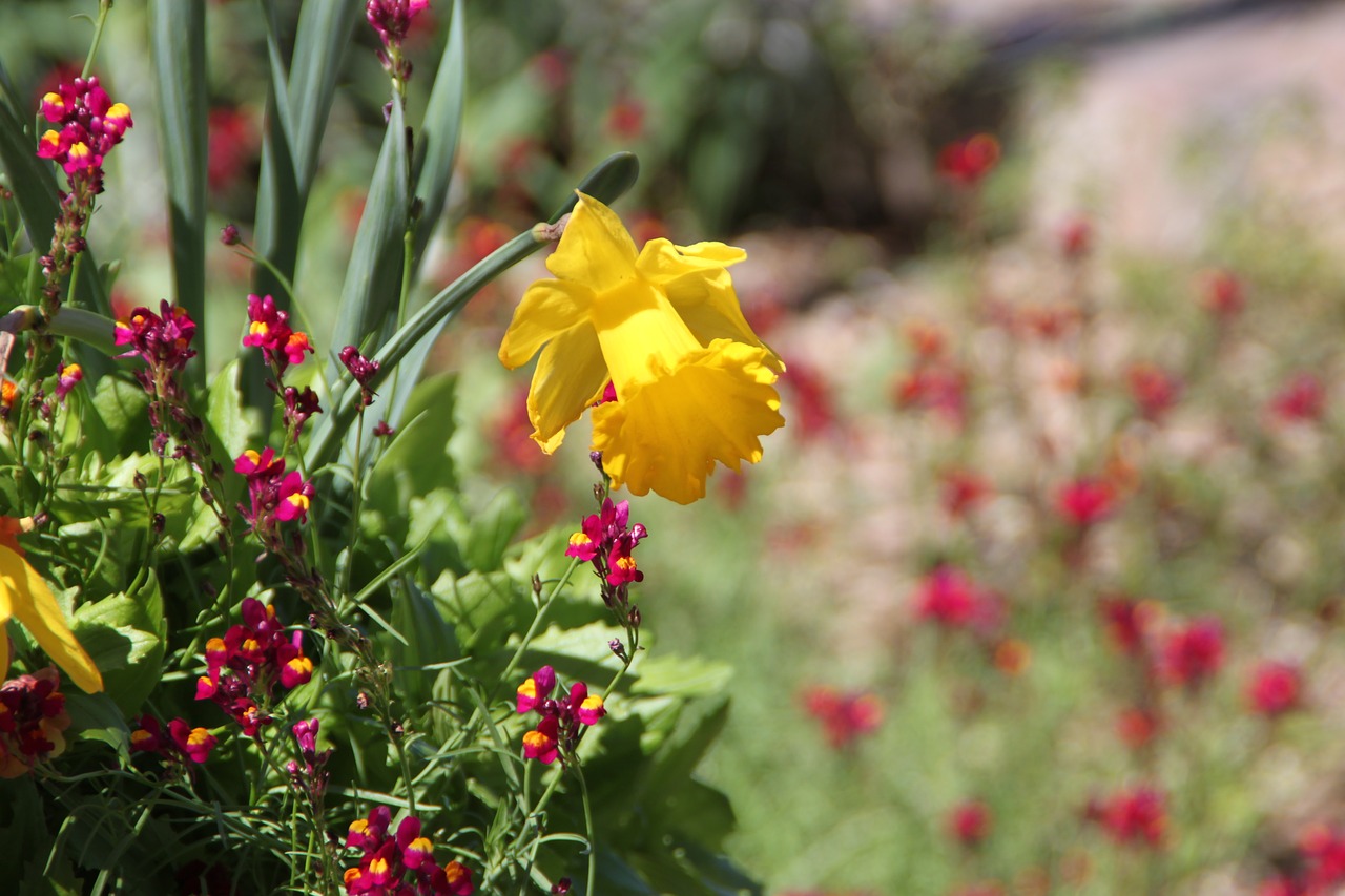 Daffodil, San Antonio Botanikos Sodas, Gėlė, Flora, Nemokamos Nuotraukos,  Nemokama Licenzija
