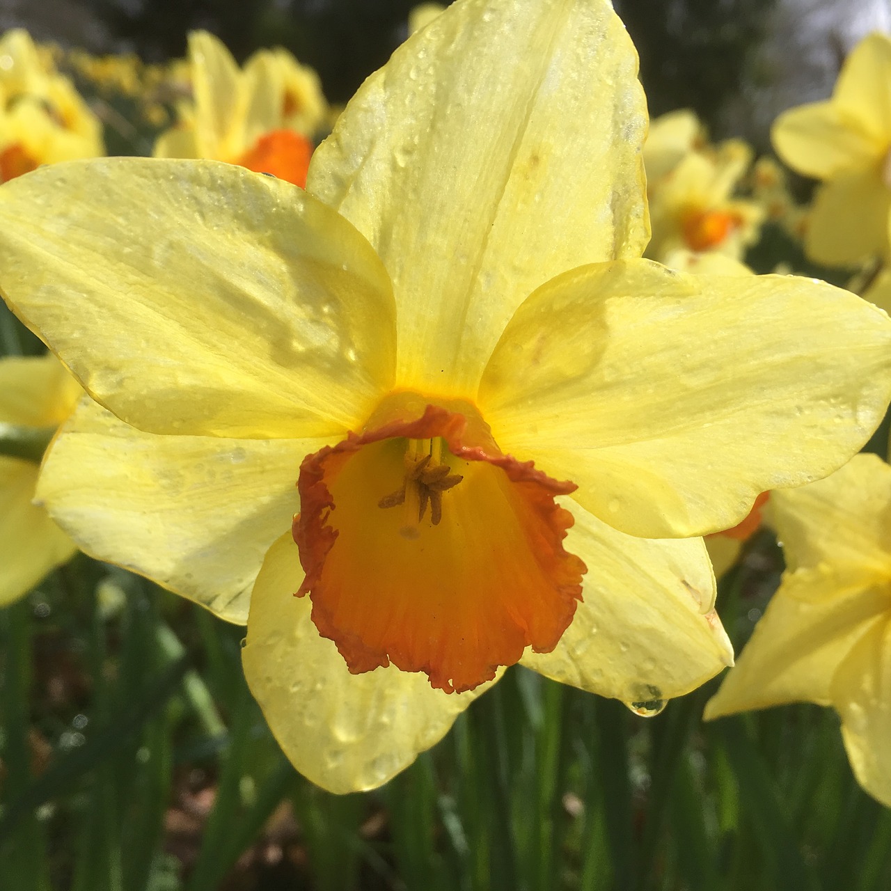 Daffodil, Gėlė, Liūtys, Nemokamos Nuotraukos,  Nemokama Licenzija