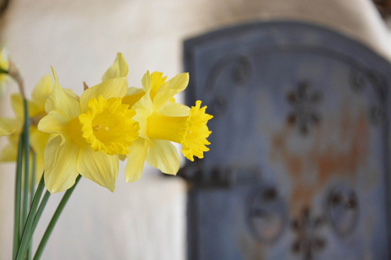 Daffodil, Geltona, Žalias, Krosnis, Gėlė, Narcizo Puokštė, Geltonos Gėlės, Narcizai, Kalvotas Geležis, Orkaitės Durys