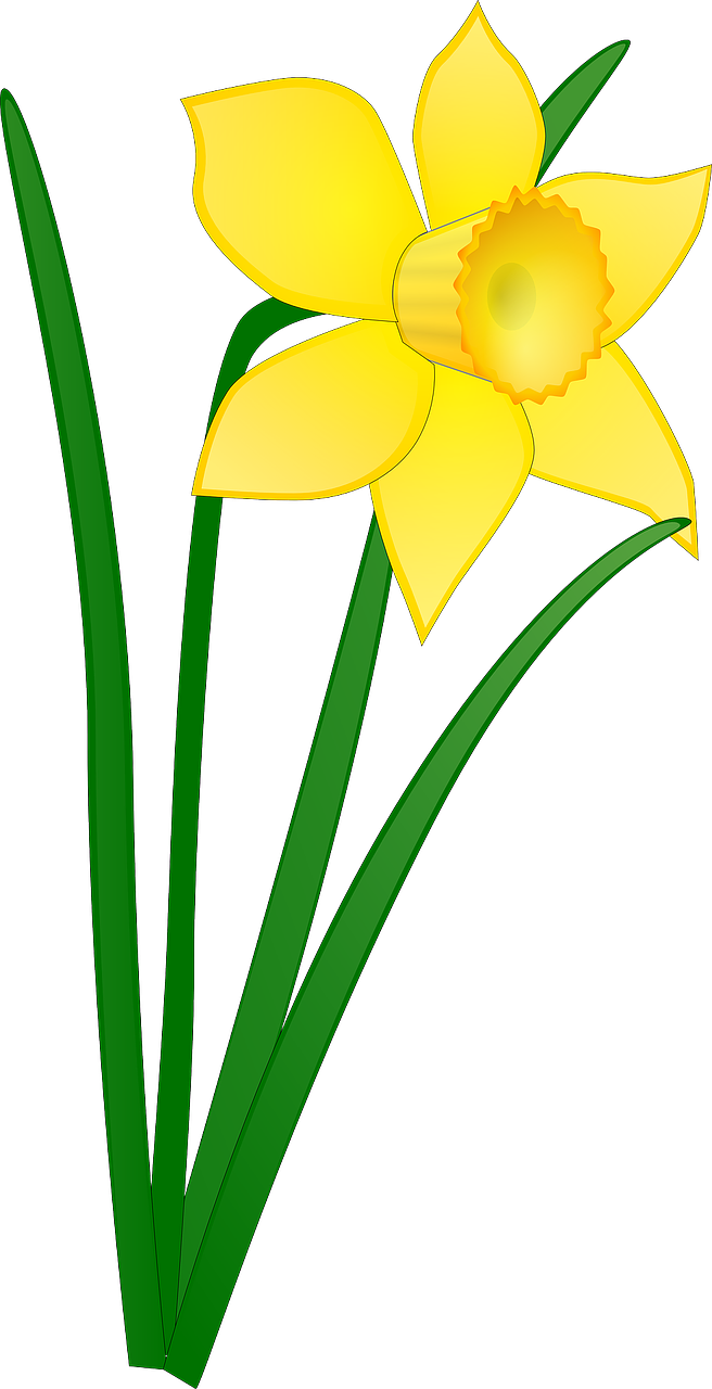 Daffodil, Geltona, Gėlė, Gėlių, Žiedas, Žydėti, Pavasaris, Žalias, Lapai, Augalas