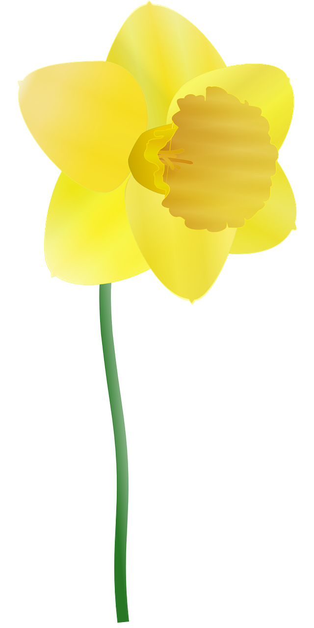 Daffodil, Geltona, Gėlė, Pavasaris, Lemputė, Žiedas, Narcizas, Stiebas, Sezoninis, Gražus