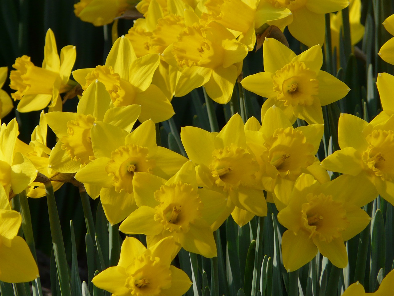 Daffodil, Pavasaris, Geltona, Gėlė, Narcizas, Sodas, Gėlių, Pavasaris, Žydėti, Šviežias