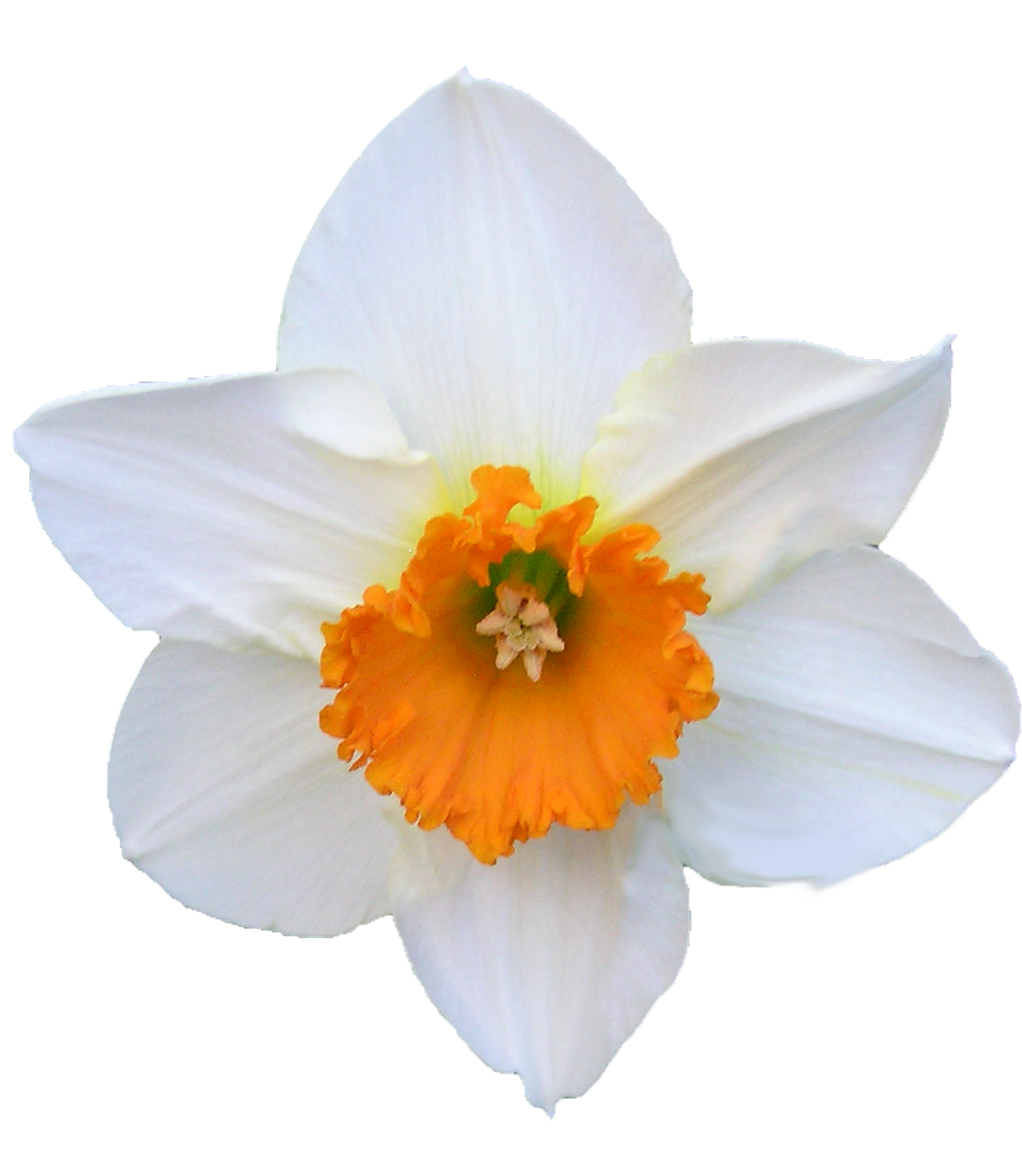 Daffodil, Balta, Ir Oranžinė, Gėlė, Nemokamos Nuotraukos,  Nemokama Licenzija