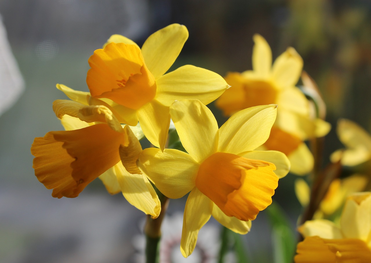 Daffodil, Narcizas, Narcizai, Osterglocken, Pavasaris, Gėlės, Uždaryti, Žiedas, Žydėti, Nemokamos Nuotraukos