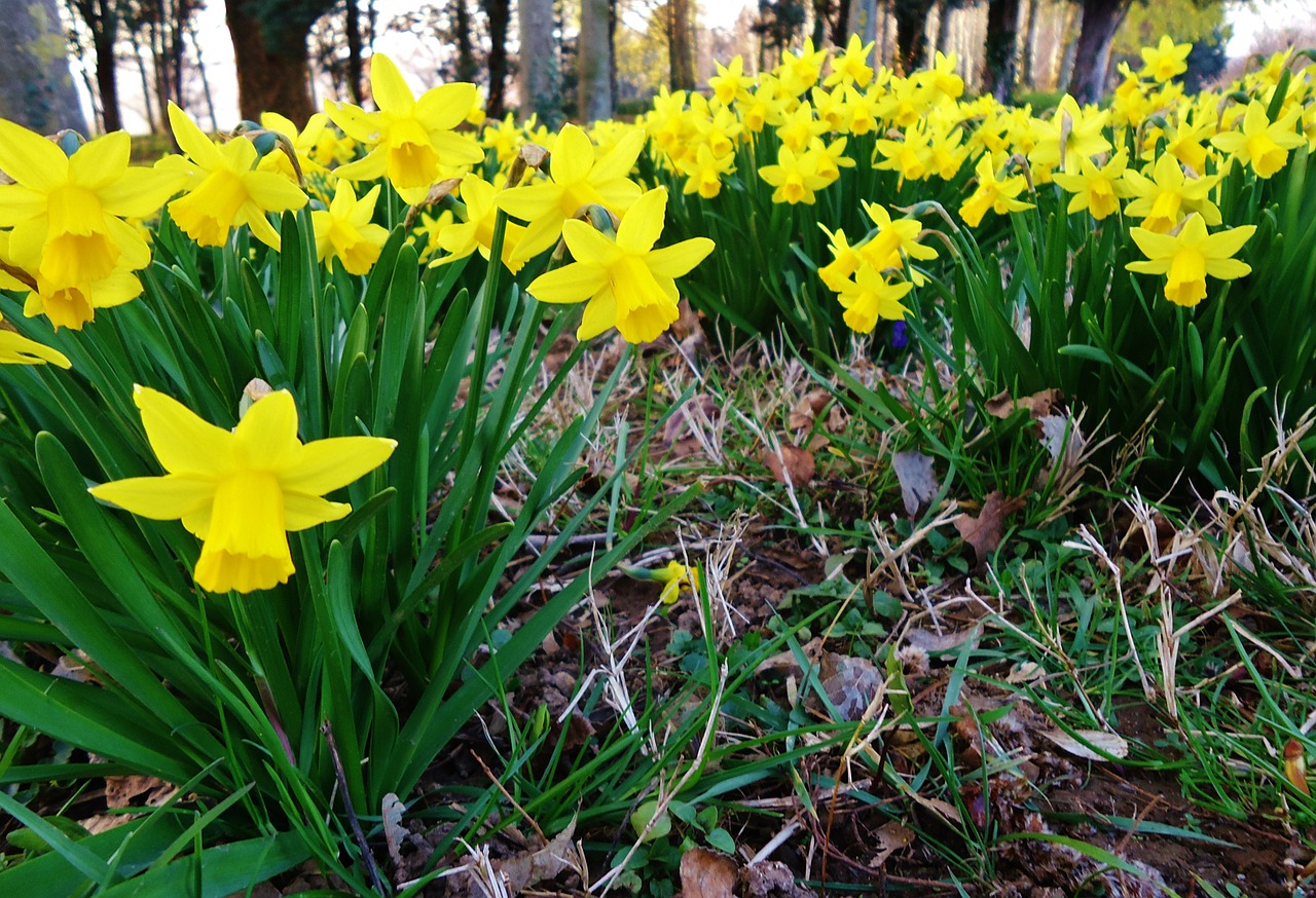 Daffodil, Narcizai, Geltona, Gėlė, Gėlės, Gamta, Pavasaris, Nemokamos Nuotraukos,  Nemokama Licenzija
