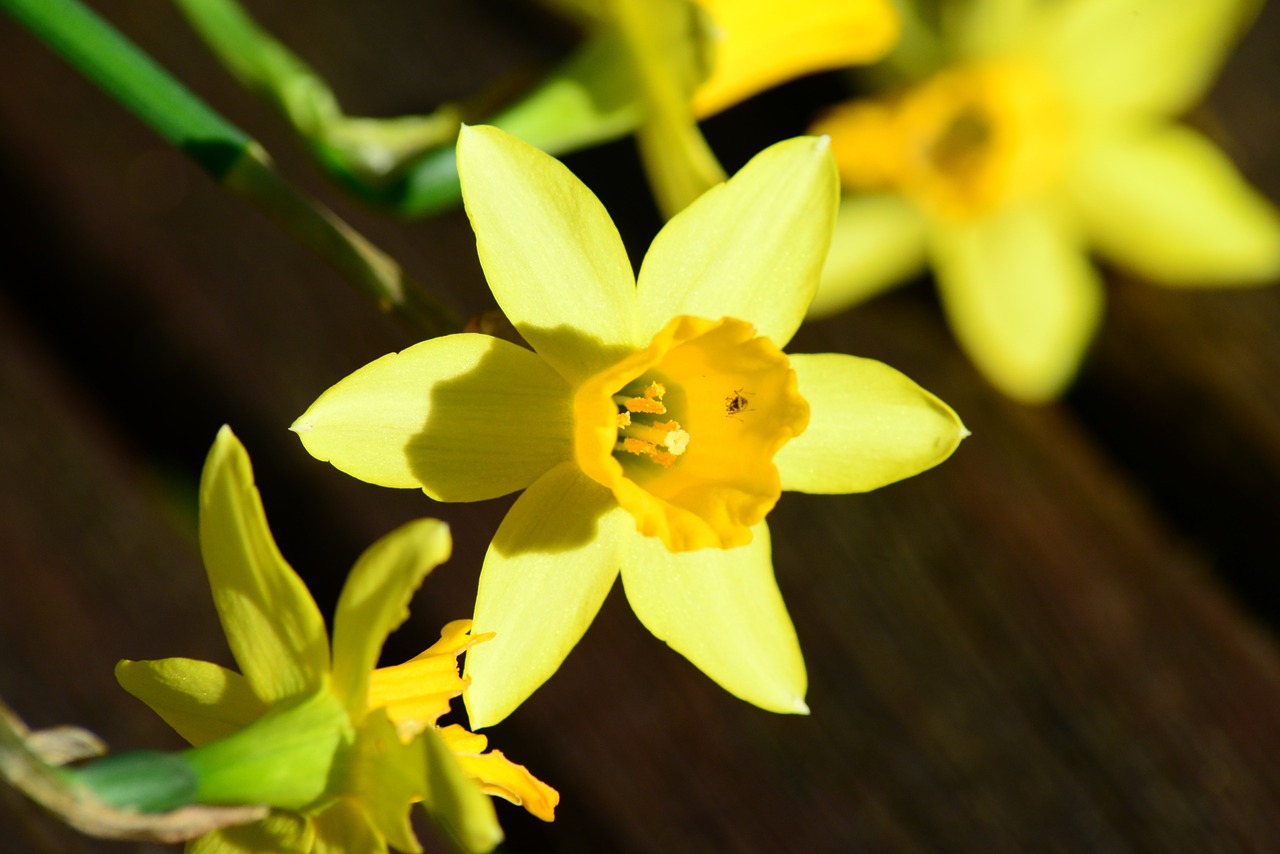 Daffodil, Nykštukas Daffodilis, Narcissus Pseudonarcissus, Aphid, Vabzdžiai, Gėlė, Geltona, Sodas, Iš Arti, Makro