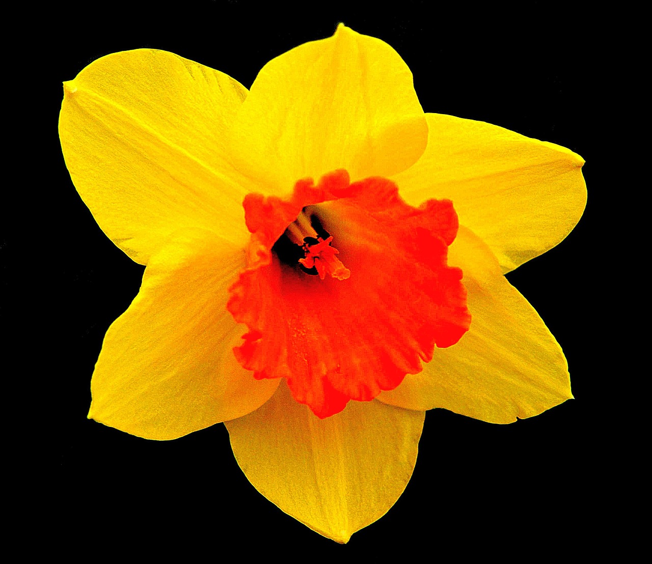 Daffodil, Žiedas, Žydėti, Gėlė, Pavasaris, Nemokamos Nuotraukos,  Nemokama Licenzija