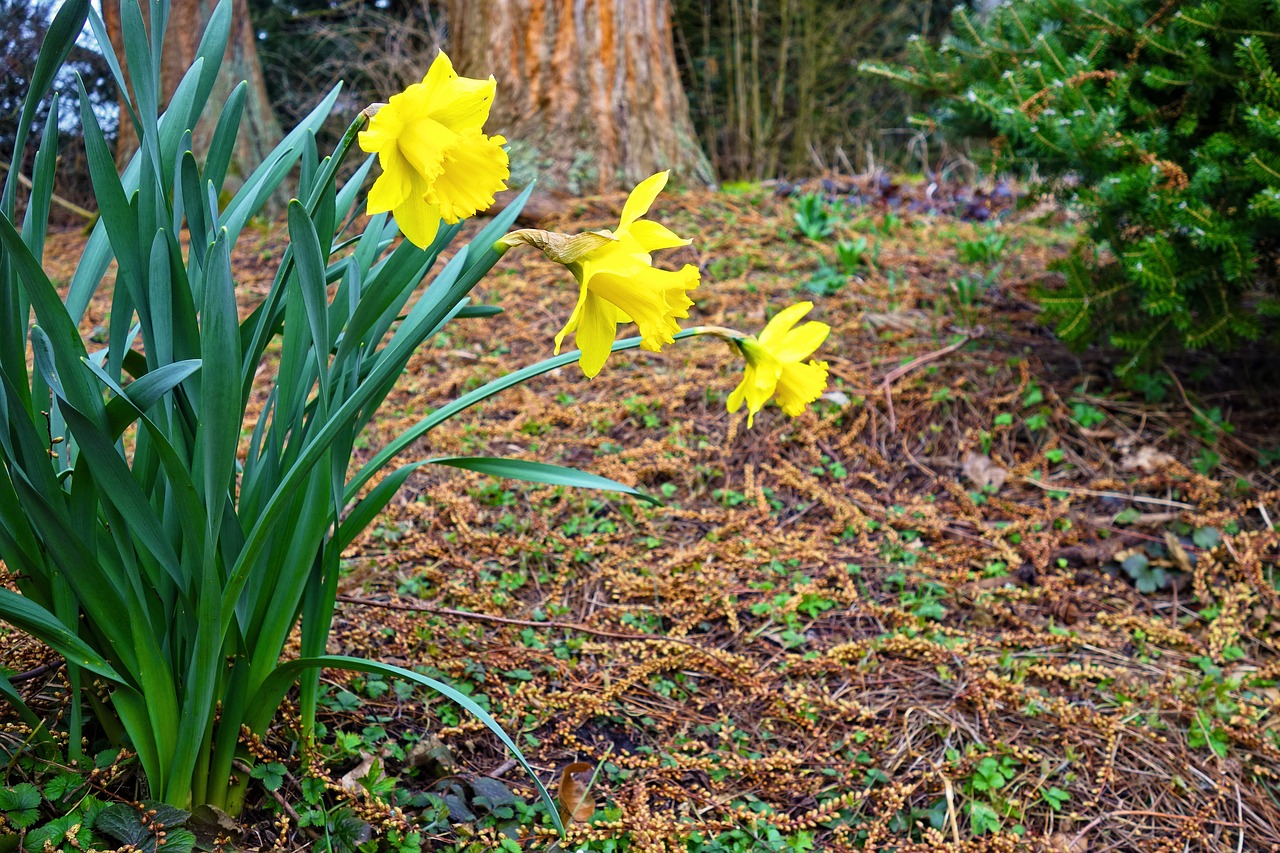 Daffodil,  Gėlė,  Žydėti,  Augalas,  Narcizas,  Pavasaris,  Pavasario Gėlė,  Pavasaris,  Sodas,  Parkas